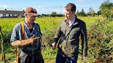 When David M and David T went hedgelaying in Greyabbey