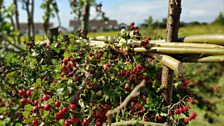 The art of hedgelaying with a Hawthorn