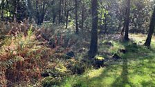 A gold rush in rural Wales?