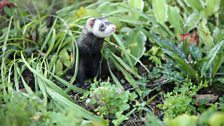 Flexible ferrets