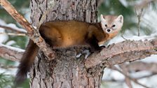 North American pine marten