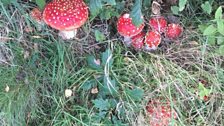 Fly agaric -  Amanita muscaria  -   amanita'r gwybed