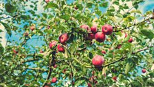 “Cider is best left to ferment until you hear the cuckoo in the spring."