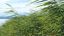 Reeds on the Neusiedler See