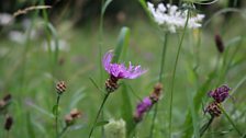 Flora of the Little Carpathians