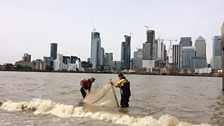 Sampling fish numbers in central London