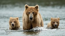 Grizzly mother and two yearling cubs