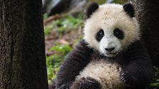 Giant panda cub resting between two trees