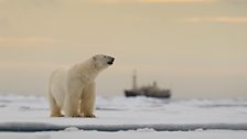 Polar bear on the drifting ice