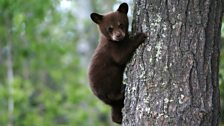 Black bear cub clings to a tree in the woodlands of Minnesota, USA.