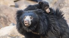 Sloth bear mother with cub on her back, Karnataka, India.