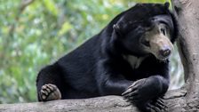 Sun bear in Thailand