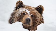 Grizzly bear in the snow