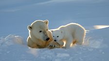 A mother polar bear emerging from her den with a three month old cub