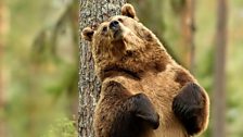 A grizzly bear scent-marks a tree by back scratching