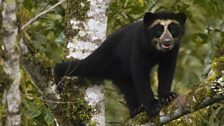 Spectacled bear cub in tree, Ecuador, South America.