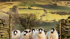 Sheep on the Cumbrian fells