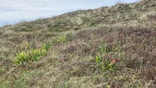 Stinking Iris