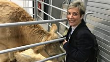 Royal Ulster Agricultural Society Beef and Lamb Championships