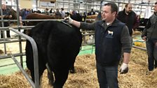 Royal Ulster Agricultural Society Beef and Lamb Championships