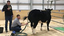 Royal Ulster Agricultural Society Beef and Lamb Championships