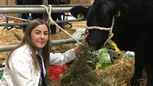 Royal Ulster Agricultural Society Beef and Lamb Championships