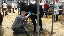 Royal Ulster Agricultural Society Beef and Lamb Championships