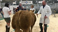 Royal Ulster Agricultural Society Beef and Lamb Championships