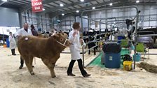 Royal Ulster Agricultural Society Beef and Lamb Championships