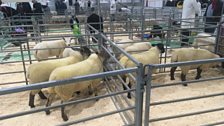 Royal Ulster Agricultural Society Beef and Lamb Championships