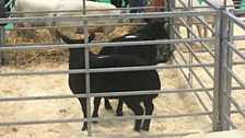 Royal Ulster Agricultural Society Beef and Lamb Championships