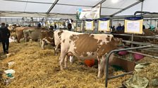 Some of the real competitors at the RUAS winter show