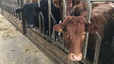 Some of the Cows on the farm