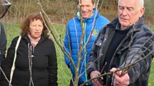 How to prune an apple tree