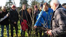 Protecting Welsh varieties of apples and pears from extinction