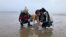 Foraging on the Welsh coast