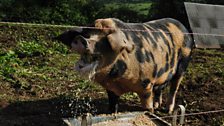 Jubilee Farm in Glynn, Co Antrim