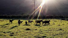 Jubilee Farm in Glynn, Co Antrim