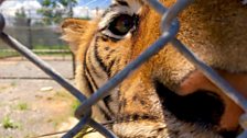 The rise in caged tigers