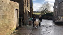 They help move the ewes and lambs