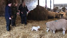 and because you can never have enough photos of lambs