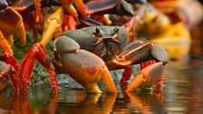 Cuban land crabs