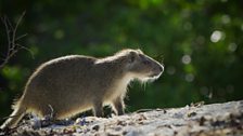 The hutia is one of Cuba’s only land mammals