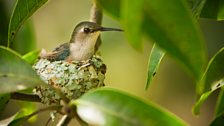 Nesting bee hummingbird