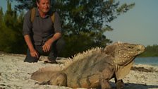 Colin Stafford-Johnson and a Cuban rock iguana