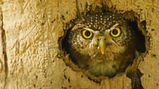 A Cuban pygmy owl looks out of its tree hole