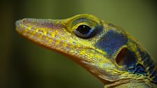 Cuban cliff anoles are fiercely territorial