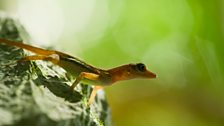 Cuban cliff anoles are well known for their rock climbing abilities