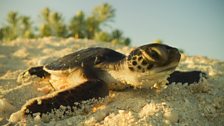 A vulnerable turtle hatchling quickly makes it way to the sea