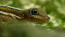 Anole lizards are a common sight in Cuba